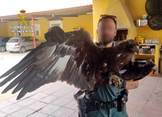La Guardia Civil recupera en Alhama de Murcia un guila real herida, Foto 4