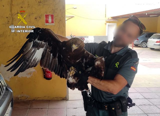 La Guardia Civil recupera en Alhama de Murcia un guila real herida, Foto 5