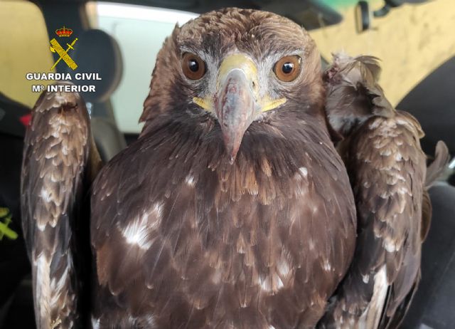 La Guardia Civil recupera en Alhama de Murcia un guila real herida, Foto 6