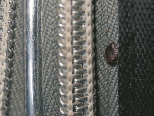 ¿Has viajado hace poco? ¡Es posible que te hayas cruzado con las chinches! - 2, Foto 2