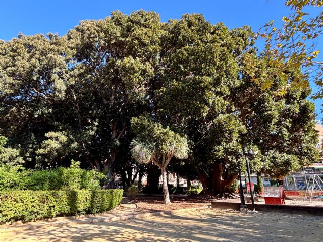 Los ficus del Jardín de Floridablanca reciben la revisión integral periódica que permite garantizar su salud y seguridad - 1, Foto 1