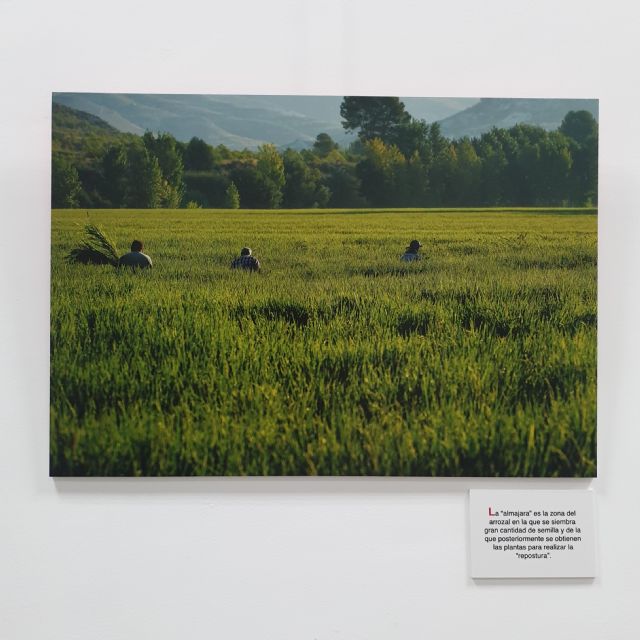 Inauguración de la exposición de fotografía ENTRE ARROZALES de Pedro Navarro Laforet - 5, Foto 5