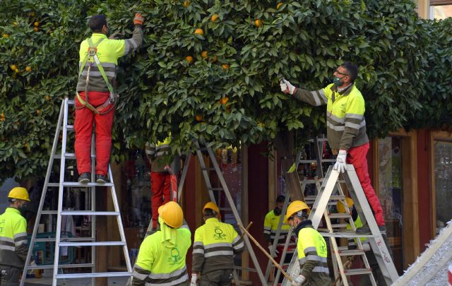 El Ayuntamiento poda 15.000 naranjos, patrimonio de Murcia - 2, Foto 2