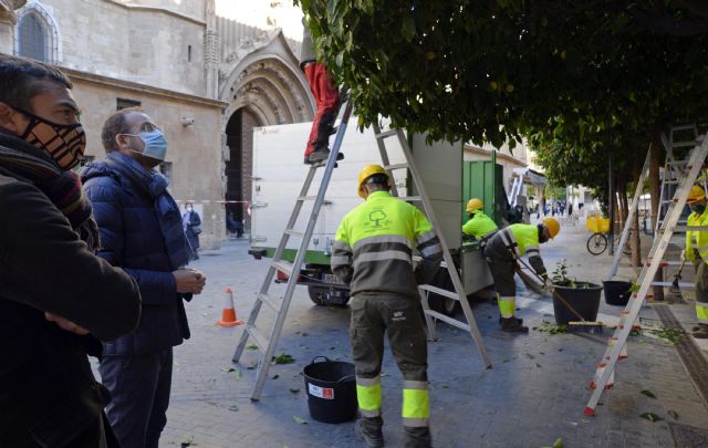 El Ayuntamiento poda 15.000 naranjos, patrimonio de Murcia - 3, Foto 3