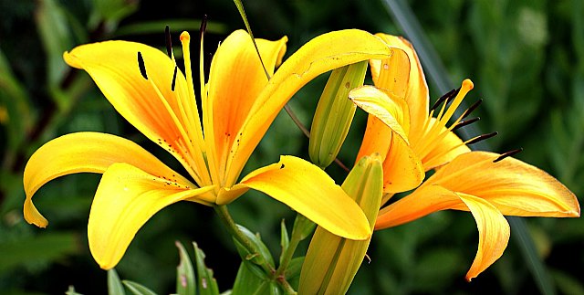 Cómo mantener cualquier jardín en perfecto estado en cuatro sencillos pasos - 1, Foto 1