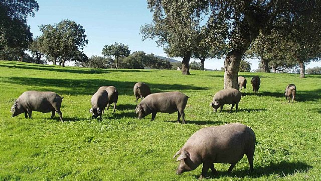 La Fundación Savia lleva al Parlamento Europeo la necesidad de separar legislativamente la ganadería industrial de la ganadería extensiva - 1, Foto 1