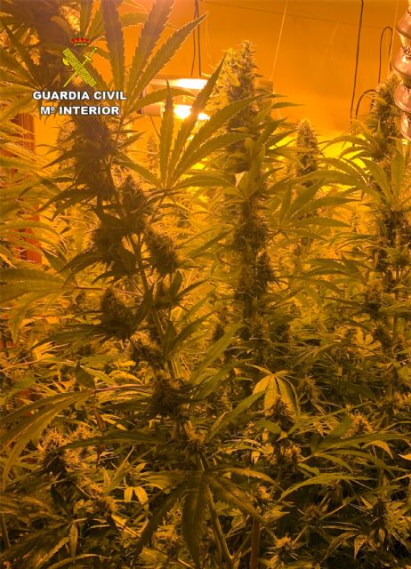 Una alarma de robo descubre un invernadero con más de 500 plantas de marihuana en Los Urrutias - 1, Foto 1