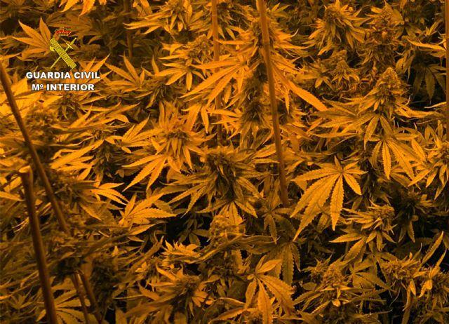 Una alarma de robo descubre un invernadero con más de 500 plantas de marihuana en Los Urrutias - 4, Foto 4