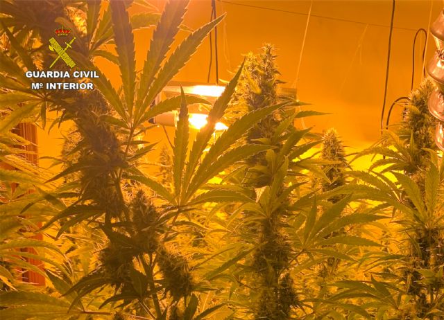 Una alarma de robo descubre un invernadero con más de 500 plantas de marihuana en Los Urrutias - 5, Foto 5