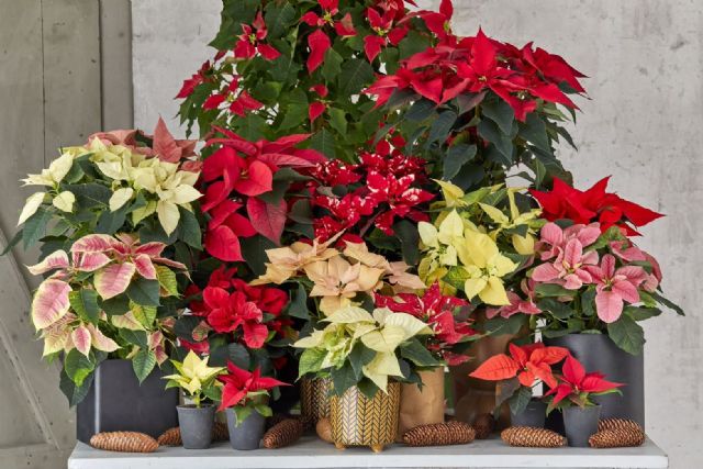 El abecé de la flor de Pascua: todo lo que debes saber sobre la planta de la Navidad - 2, Foto 2