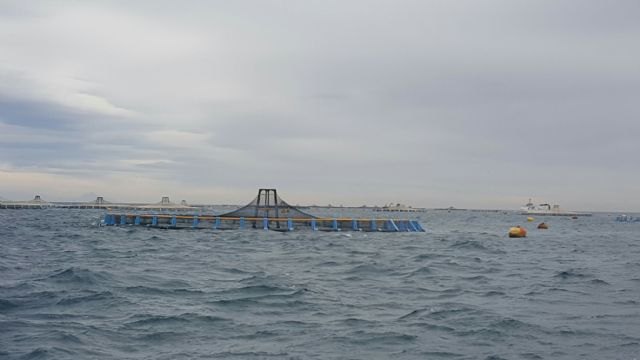 Murcia fue la primera comunidad que puso en marcha en 2016 las líneas de ayudas del Fondo Europeo Marítimo y de Pesca - 1, Foto 1