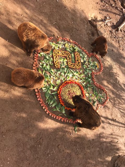 Los primeros osos pardos nacidos en Murcia cumplen 20 años - 1, Foto 1