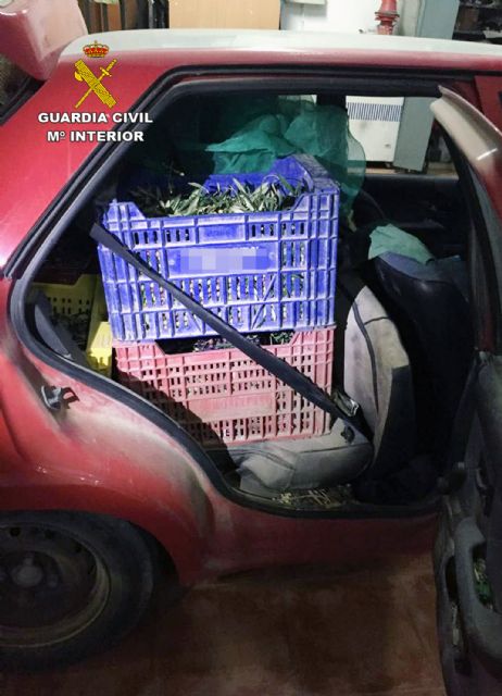 La Guardia Civil recupera más de una tonelada de aceituna sustraída en explotaciones agrícolas de Murcia - 1, Foto 1