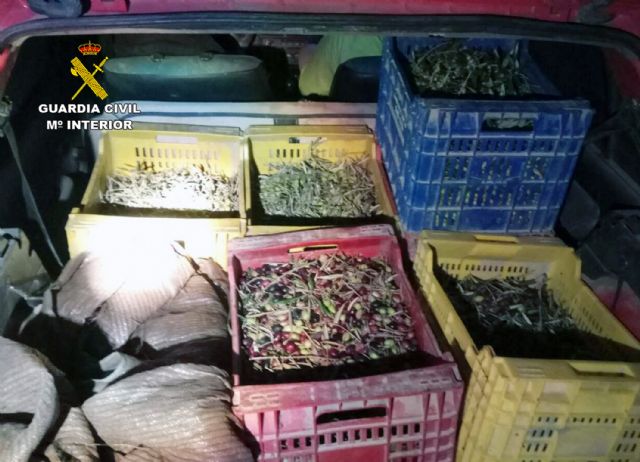 La Guardia Civil recupera más de una tonelada de aceituna sustraída en explotaciones agrícolas de Murcia - 2, Foto 2