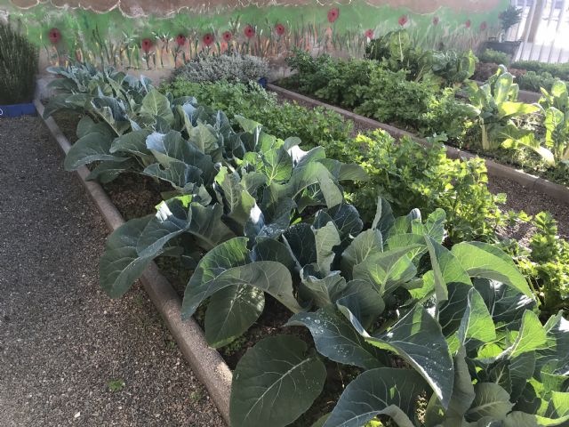 Alumnos del CEIP La Arboleda en Santiago y Zaraiche recogen la cosecha de su huerto escolar - 1, Foto 1