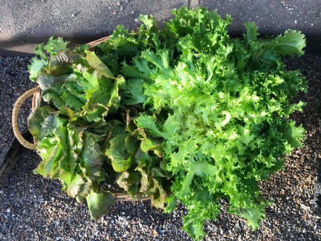 Alumnos del CEIP La Arboleda en Santiago y Zaraiche recogen la cosecha de su huerto escolar - 4, Foto 4