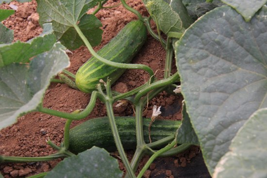 UPA pide una extensión de norma para Hortiespaña para evitar en el futuro crisis como la del pepino - 1, Foto 1