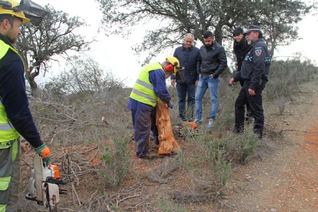 Puerto Lumbreras pone en marcha una campaña de prevención y tratamiento contra la 'procesionaria' y el 'tomicus' en el entorno natural Cabezo de la Jara - 2, Foto 2