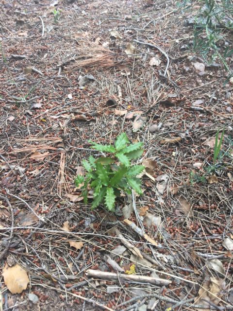 Medio Ambiente mejora y acondiciona una de las mayores reservas de encinas y quejigos de la Región - 2, Foto 2