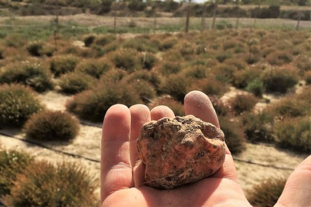 El Ayuntamiento cederá una parcela en Tallante para cultivo experimental de trufa del desierto - 1, Foto 1