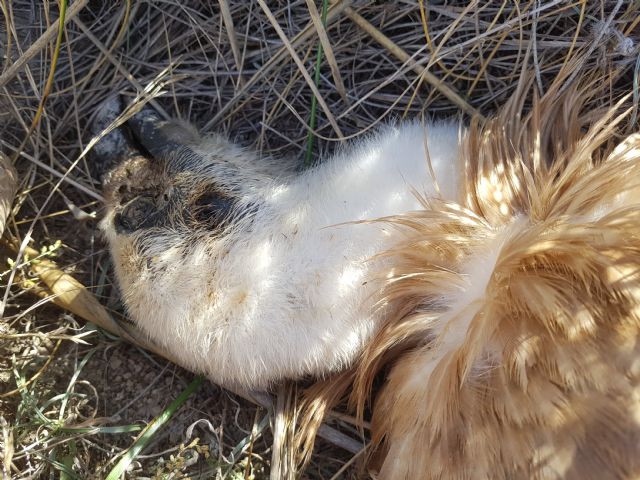Los tendidos eléctricos masacran 13 ejemplares de buitre leonado en Lorca - 1, Foto 1
