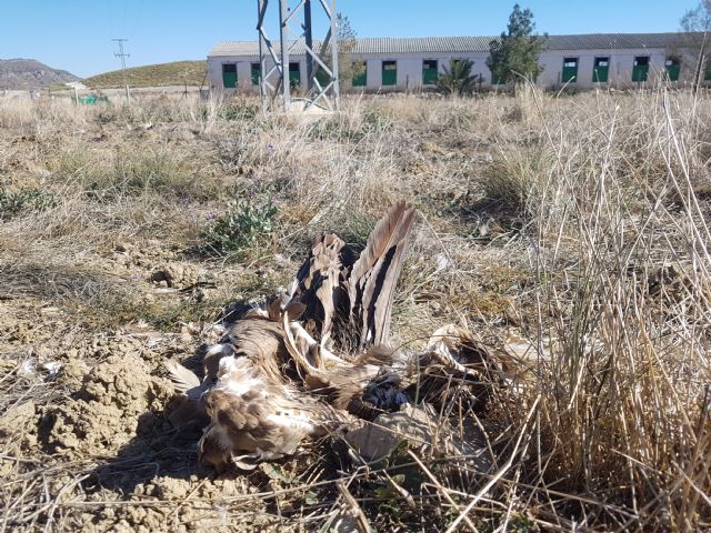 Los tendidos eléctricos masacran 13 ejemplares de buitre leonado en Lorca - 2, Foto 2