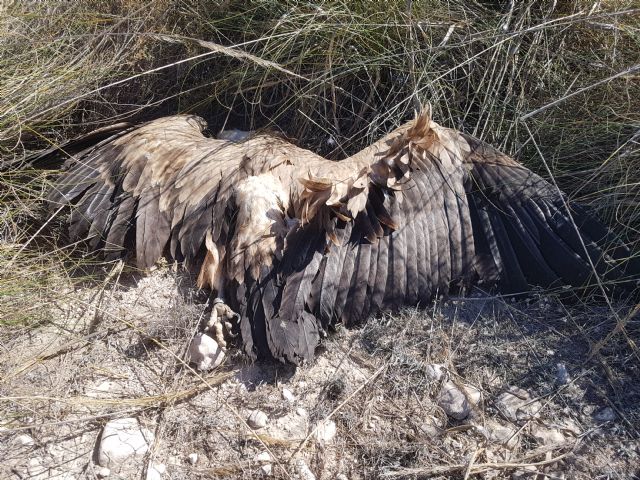 Los tendidos eléctricos masacran 13 ejemplares de buitre leonado en Lorca - 3, Foto 3