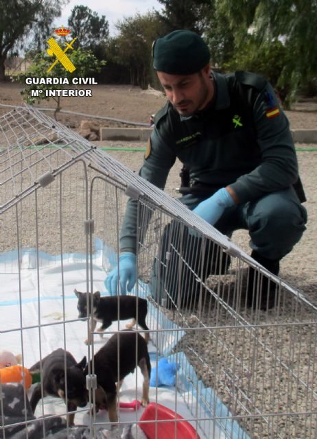 La Guardia Civil investiga a una persona en Lorca por mutilar a cuatro canes - 1, Foto 1