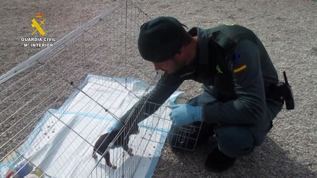La Guardia Civil investiga a una persona en Lorca por mutilar a cuatro canes - 2, Foto 2