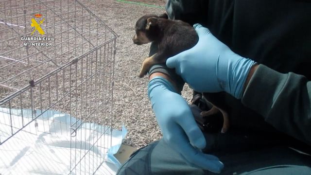 La Guardia Civil investiga a una persona en Lorca por mutilar a cuatro canes - 3, Foto 3