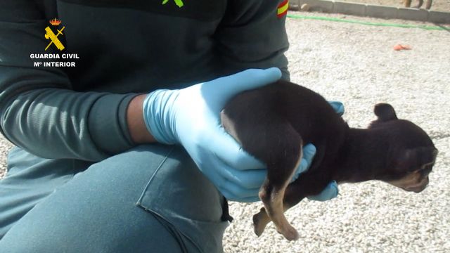 La Guardia Civil investiga a una persona en Lorca por mutilar a cuatro canes - 4, Foto 4