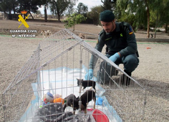 La Guardia Civil investiga a una persona en Lorca por mutilar a cuatro canes - 5, Foto 5