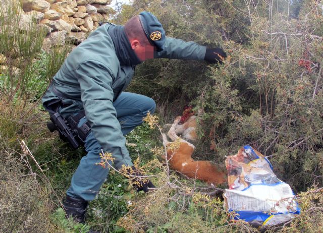 La Guardia Civil investiga a dos personas por el sacrificio violento de dos perros de caza - 3, Foto 3