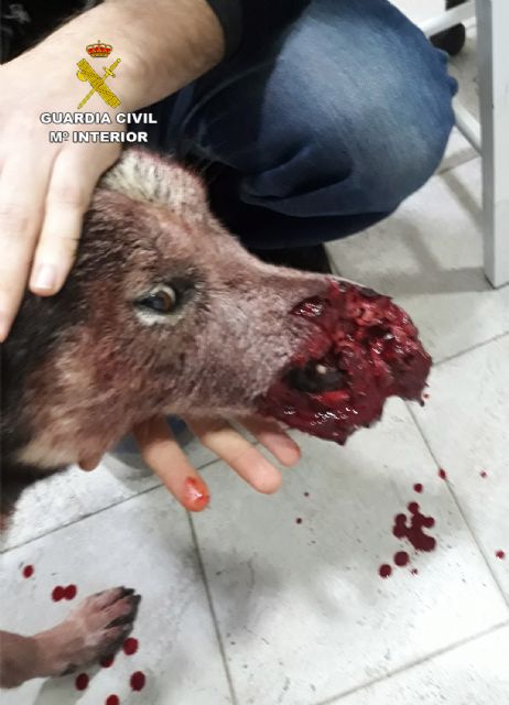 La Guardia Civil investiga a tres cazadores por disparar a un perro en Caravaca de la Cruz - 3, Foto 3