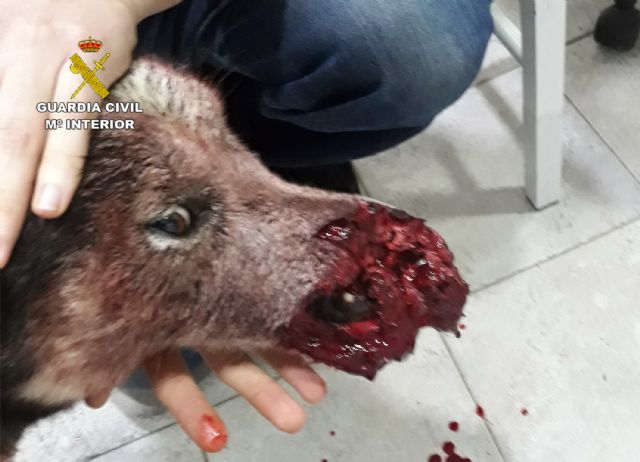 La Guardia Civil investiga a tres cazadores por disparar a un perro en Caravaca de la Cruz - 4, Foto 4