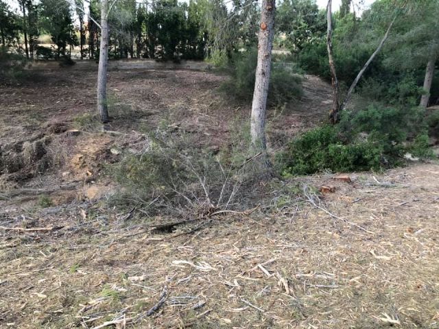 Izquierda Unida-verdes de Molina denuncia la falta de respuesta del ayuntamiento, sobre tala de pinos en rambla de las monjas - 2, Foto 2