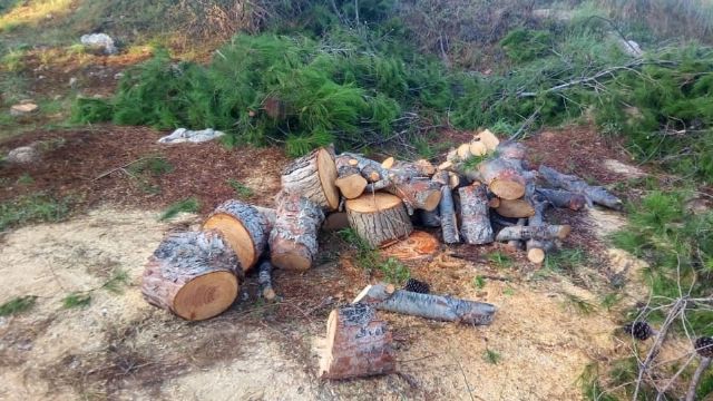 Izquierda Unida-verdes de Molina denuncia la falta de respuesta del ayuntamiento, sobre tala de pinos en rambla de las monjas - 3, Foto 3