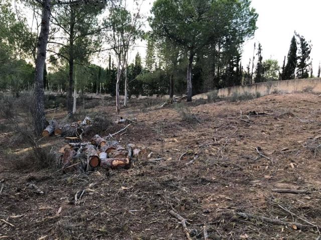 Izquierda Unida-verdes de Molina denuncia la falta de respuesta del ayuntamiento, sobre tala de pinos en rambla de las monjas - 4, Foto 4