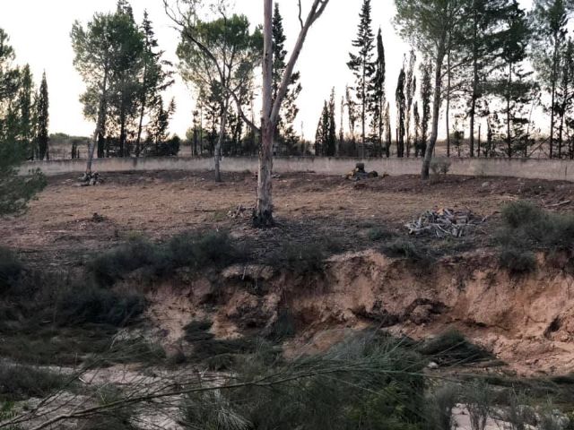 Izquierda Unida-verdes de Molina denuncia la falta de respuesta del ayuntamiento, sobre tala de pinos en rambla de las monjas - 5, Foto 5