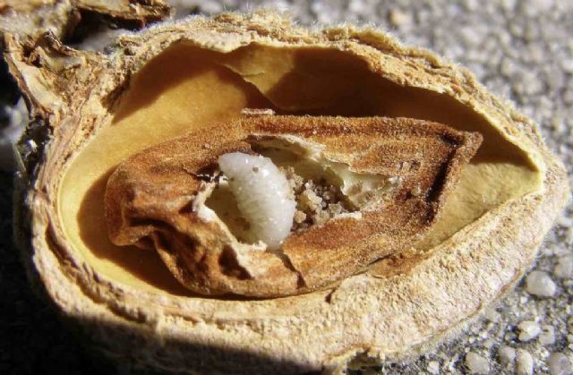 Unión de Uniones destaca que el 28 % de los almendros españoles está afectado por la plaga de la avispilla con pérdidas de 14 millones de euros - 2, Foto 2