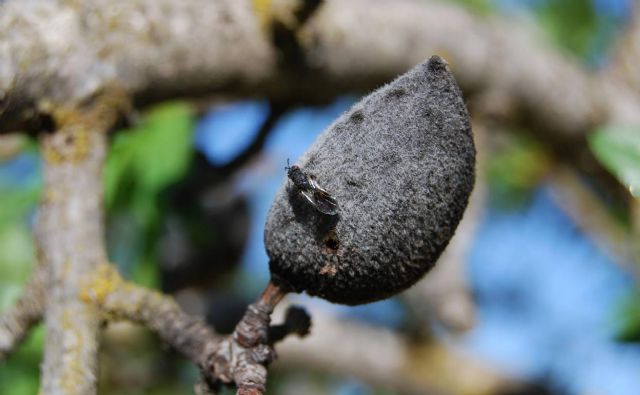 Unión de Uniones destaca que el 28 % de los almendros españoles está afectado por la plaga de la avispilla con pérdidas de 14 millones de euros - 3, Foto 3