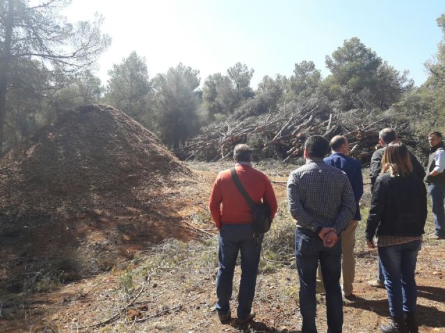 Iniciada la primera fase del Plan Especial para la biomasa - 5, Foto 5