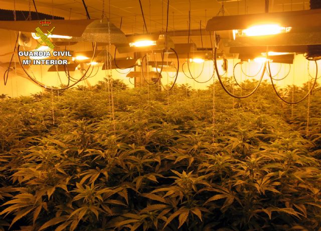 Detenido en Totana por tráfico y cultivo de drogas, tenencia ilícita de armas, robo y defraudación de fluido eléctrico, Foto 6