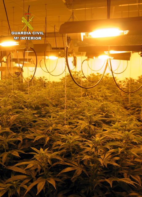 Detenido en Totana por tráfico y cultivo de drogas, tenencia ilícita de armas, robo y defraudación de fluido eléctrico, Foto 7