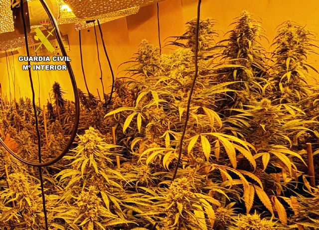 La Guardia Civil detiene a una pareja en Archena por cultivo ilícito de marihuana - 3, Foto 3