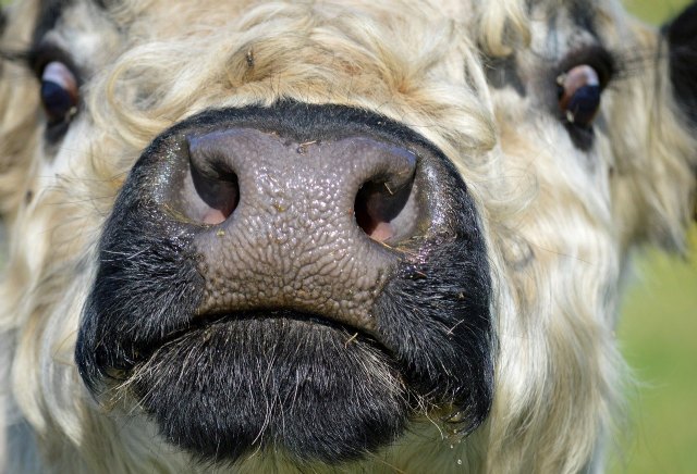 Piden flexibilizar los requisitos para el traslado de ganado bovino a cebaderos - 1, Foto 1