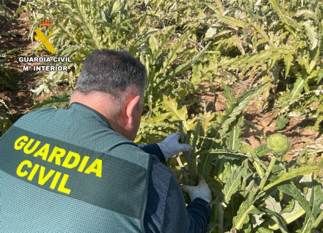 La Guardia Civil desmantela en Cartagena un grupo delictivo que sustraía alcachofas - 1, Foto 1