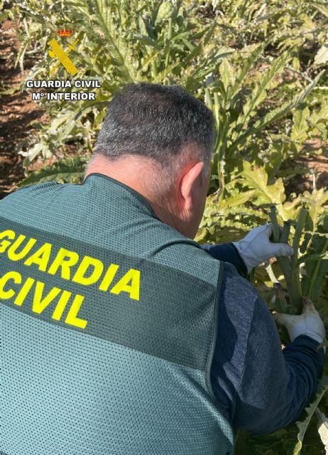 La Guardia Civil desmantela en Cartagena un grupo delictivo que sustraía alcachofas - 4, Foto 4