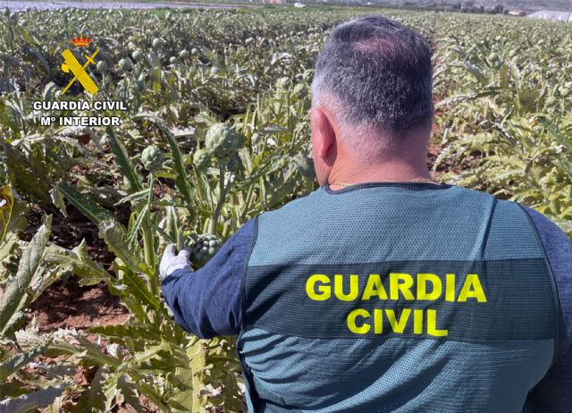 La Guardia Civil desmantela en Cartagena un grupo delictivo que sustraía alcachofas - 5, Foto 5