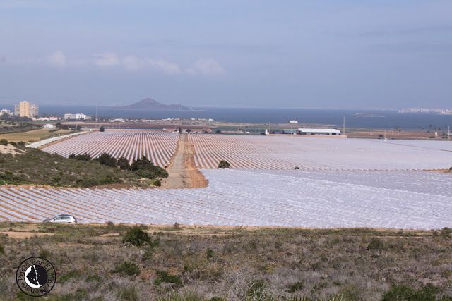 Denuncian que los nitratos y los mares de plásticos sustituyen a las banderas azules en el Mar Menor - 1, Foto 1
